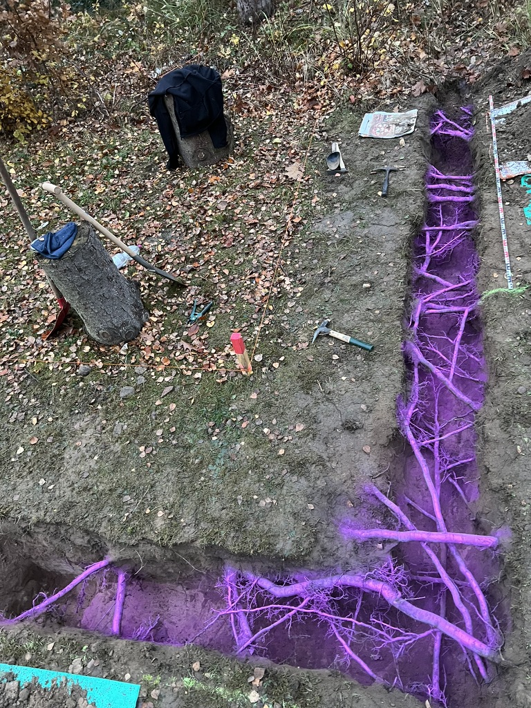 Wurzelsuchschachtung an einem Straßenbaum